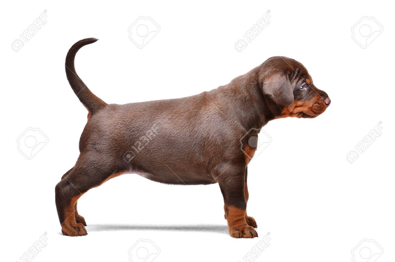 brown doberman puppy 1