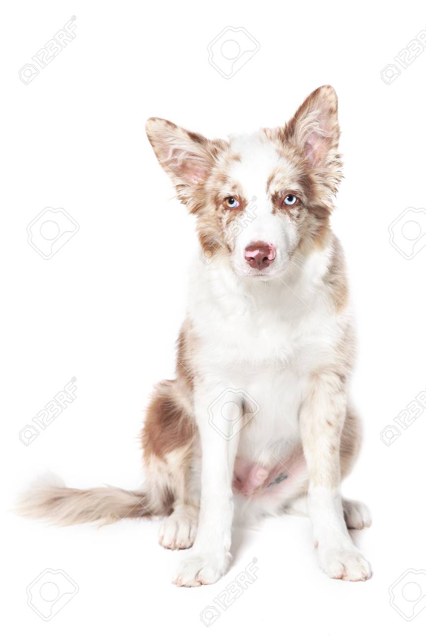 collie red merle