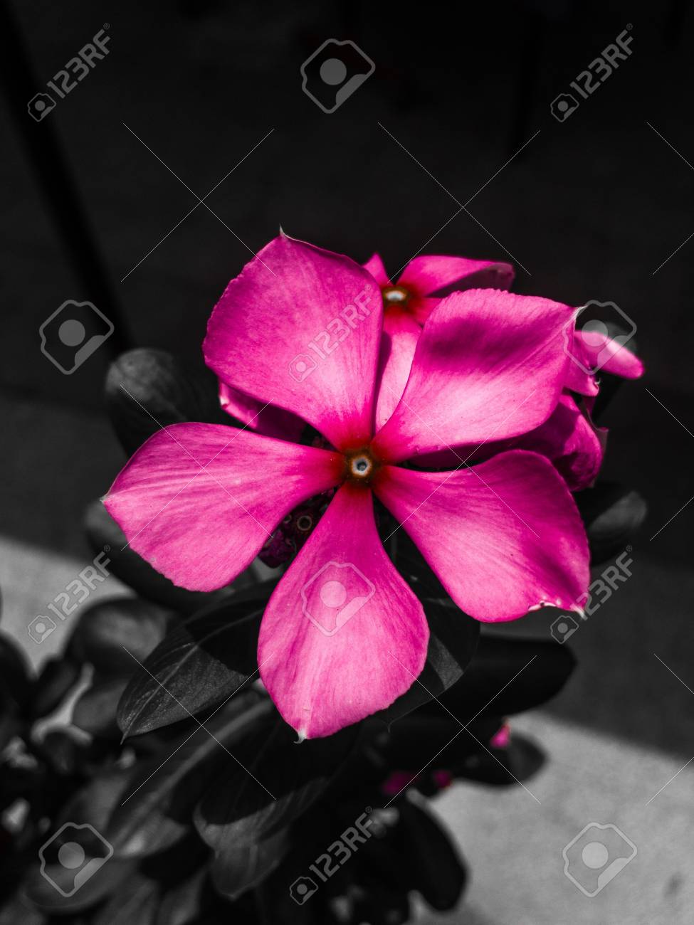 etiam-dictum-ipsum-a-felis