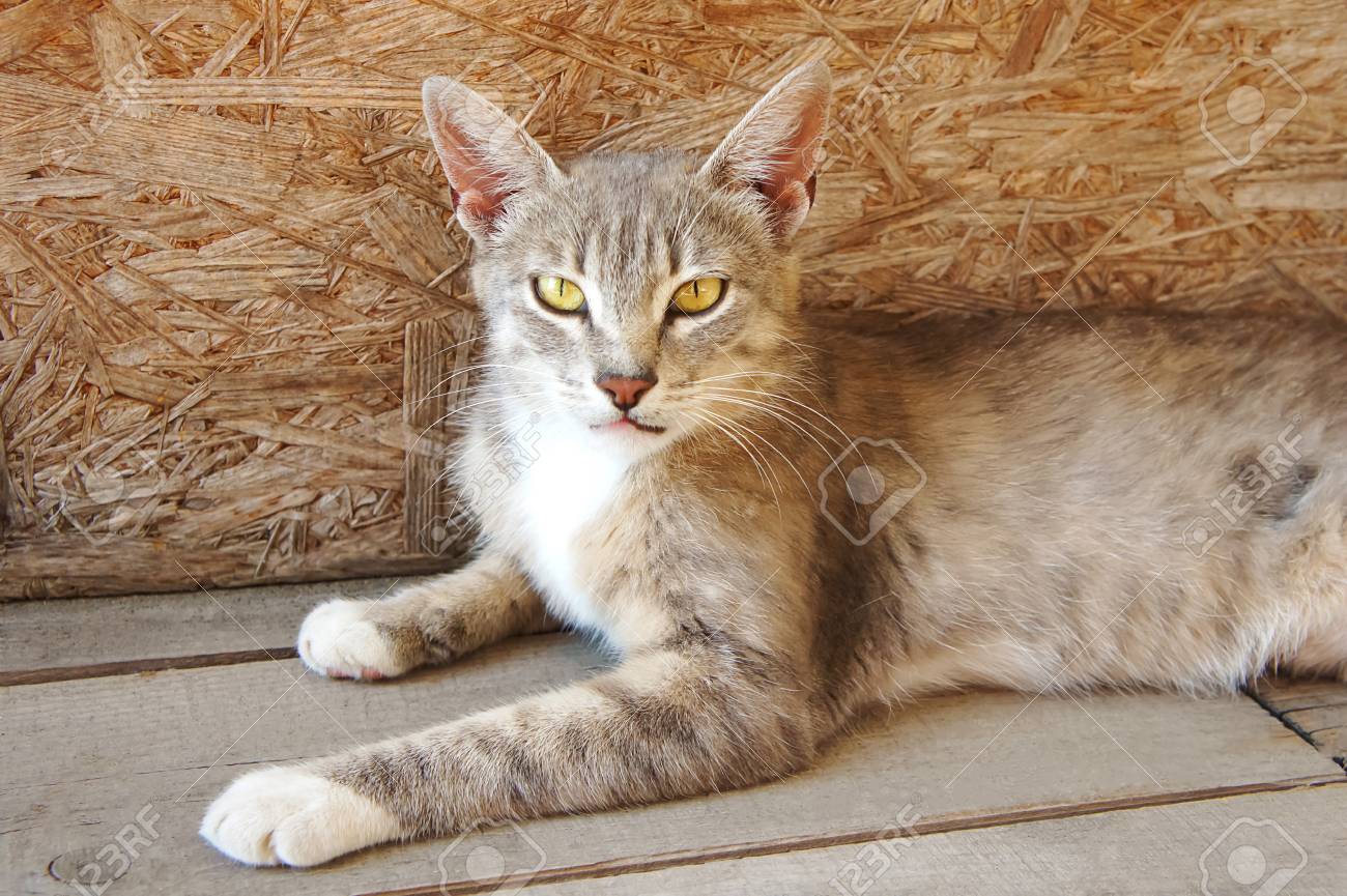 gray cat with big ears and yellow eyes is lying looking homeless..