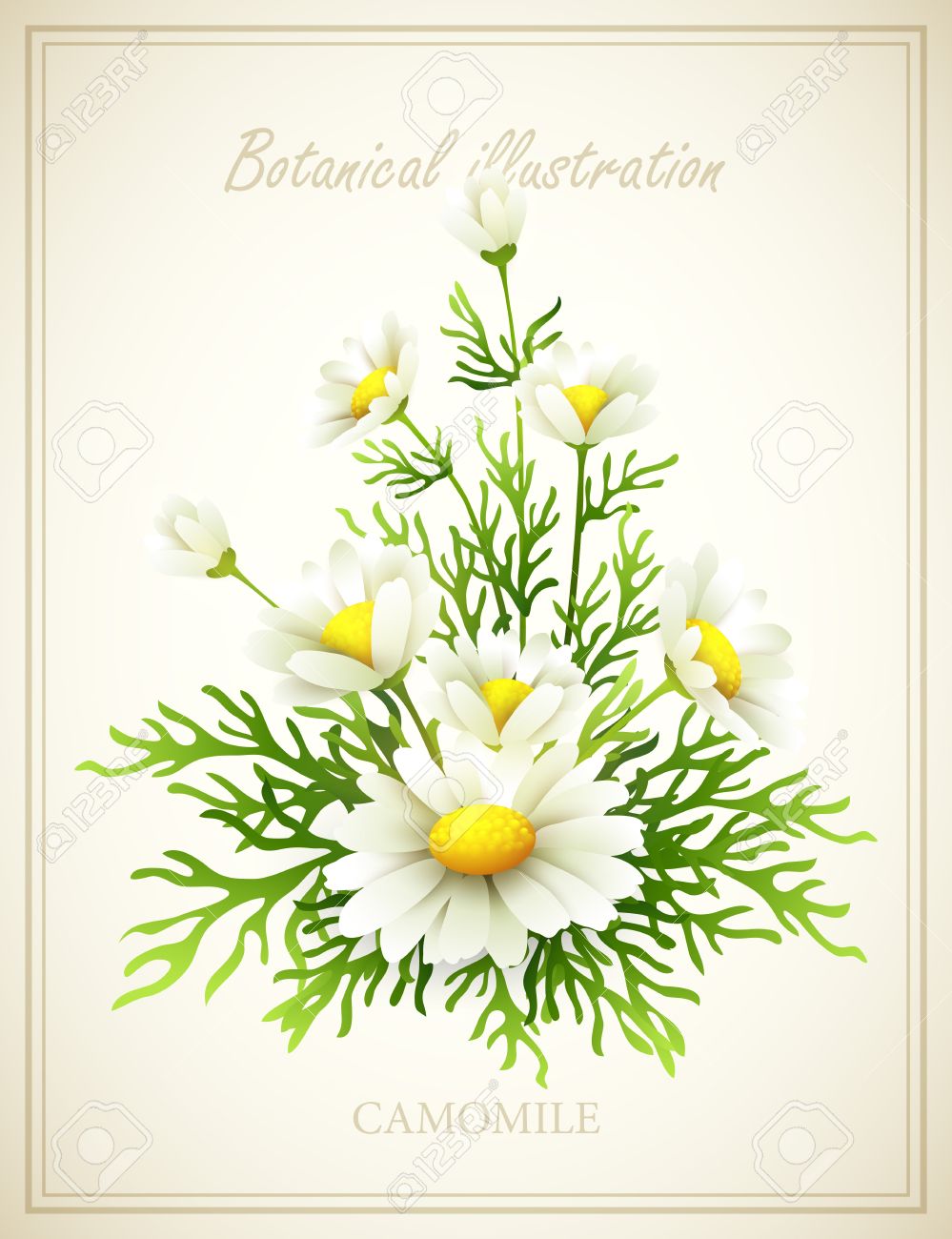 Chamomile Flower Vintage Vector Illustration Royalty Free Cliparts, Vectors, And Stock Illustration. Image 37492921.