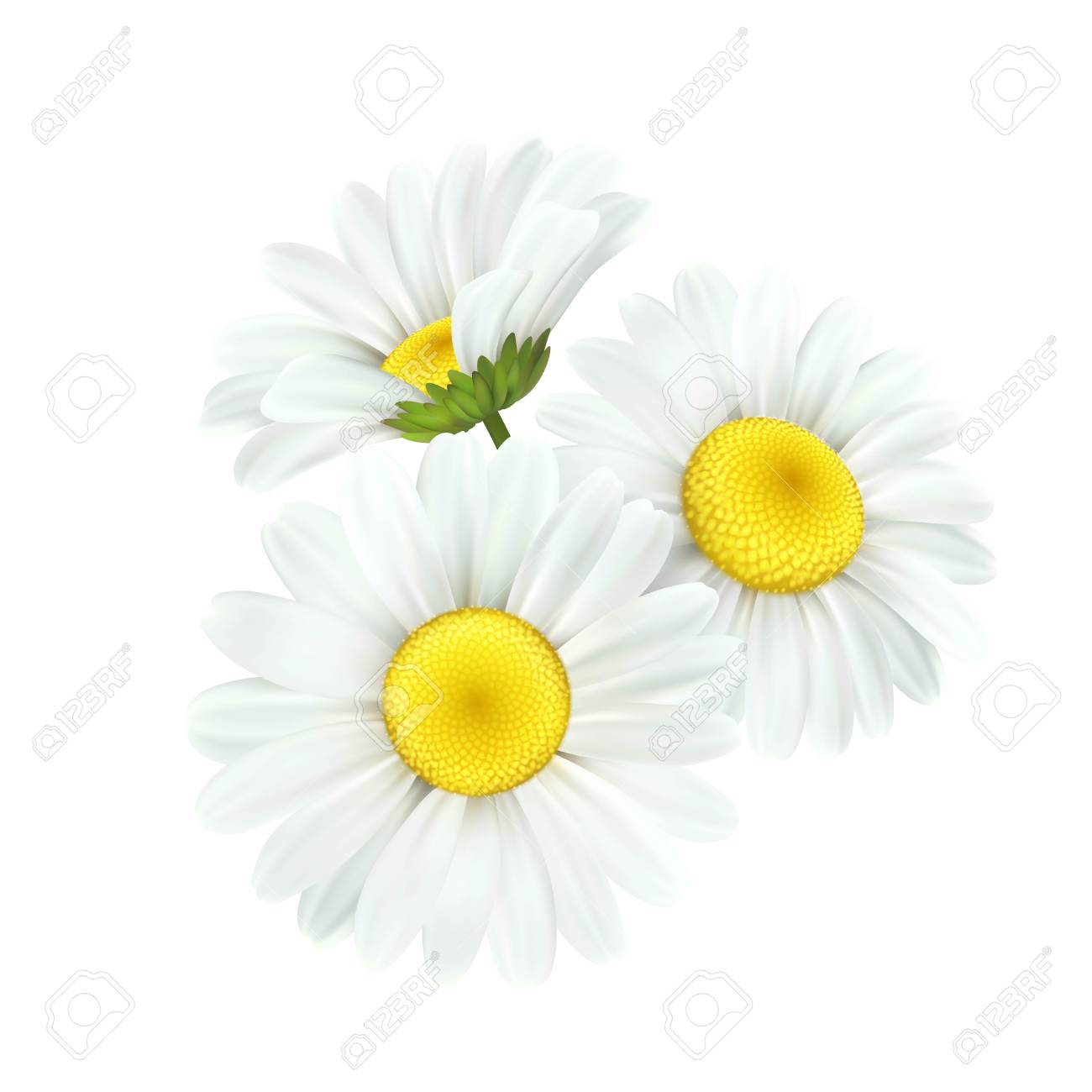 Chamomile daisy flower isolated on white background. Vector illustration EPS10 - 116149008 Chamomile daisy flower isolated on white background. Vector illustration EPS10 - 116149008