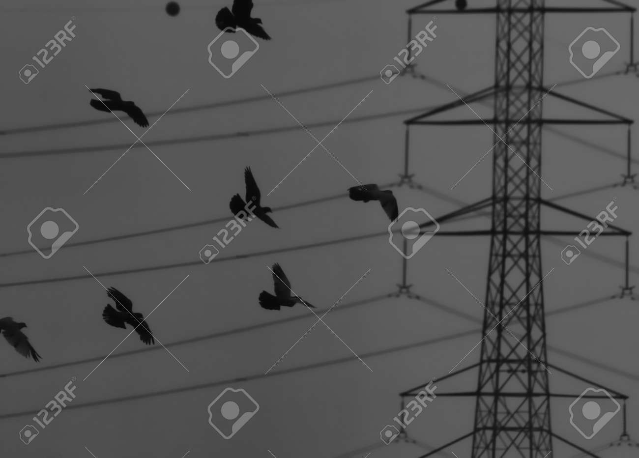 etiam-dictum-ipsum-a-felis