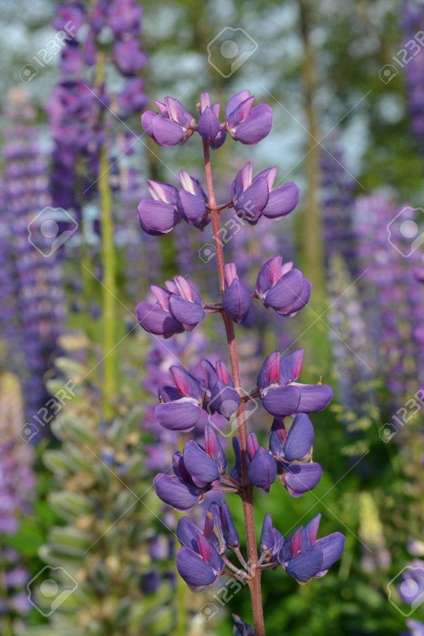青い花の背景に穏やかなライラック色のルピナスの花が早朝に 太陽に照らされました の写真素材 画像素材 Image
