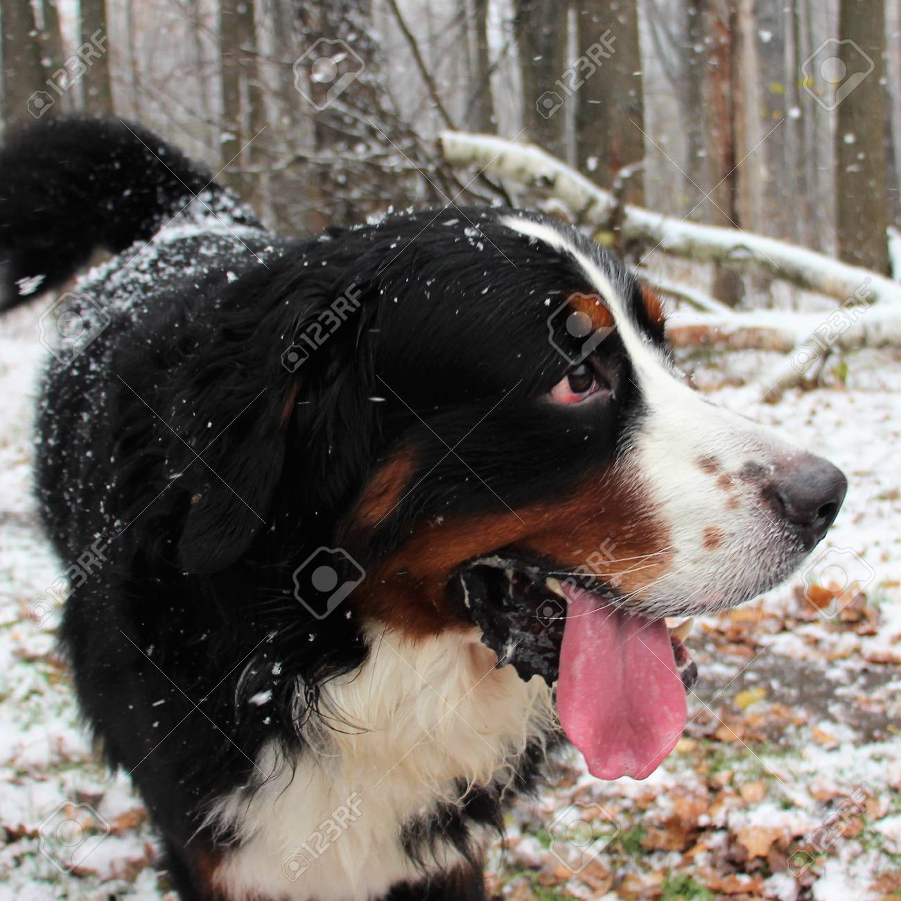 best bernese