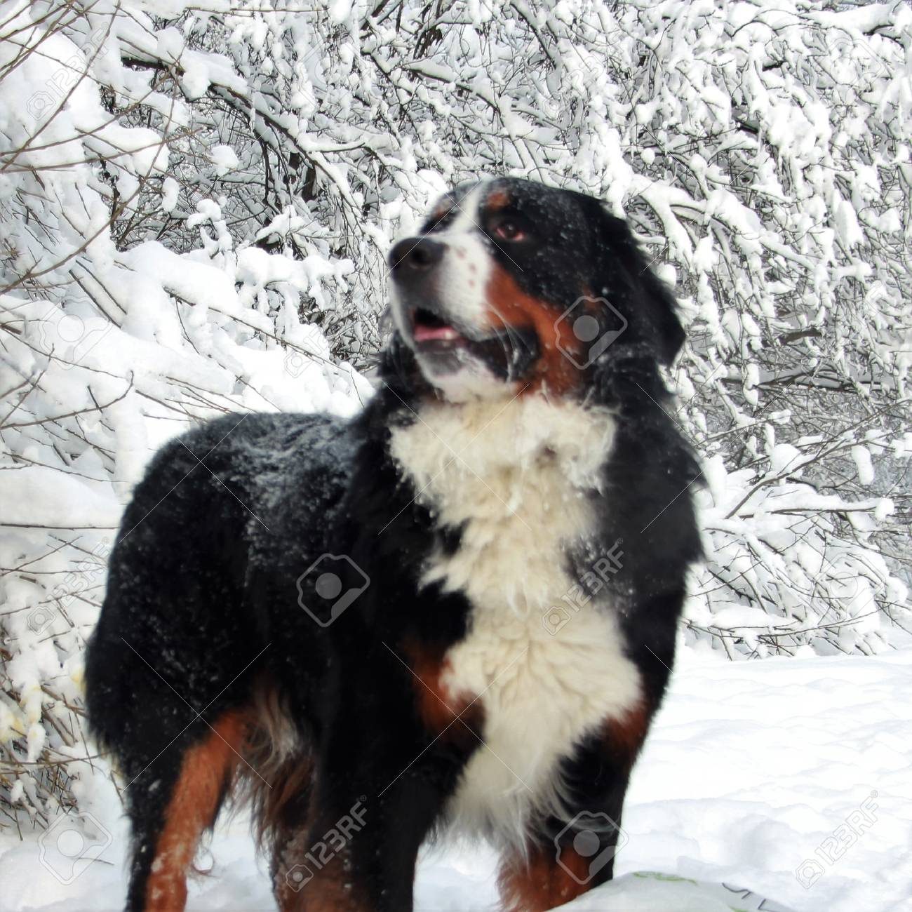 cocker spaniel bichon mix puppies for sale