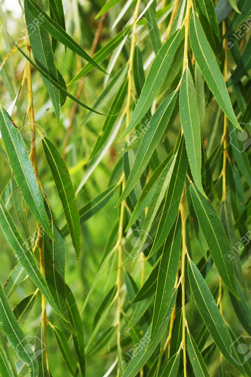 しだれウィロー背景 しだれ柳の葉 の写真素材 画像素材 Image