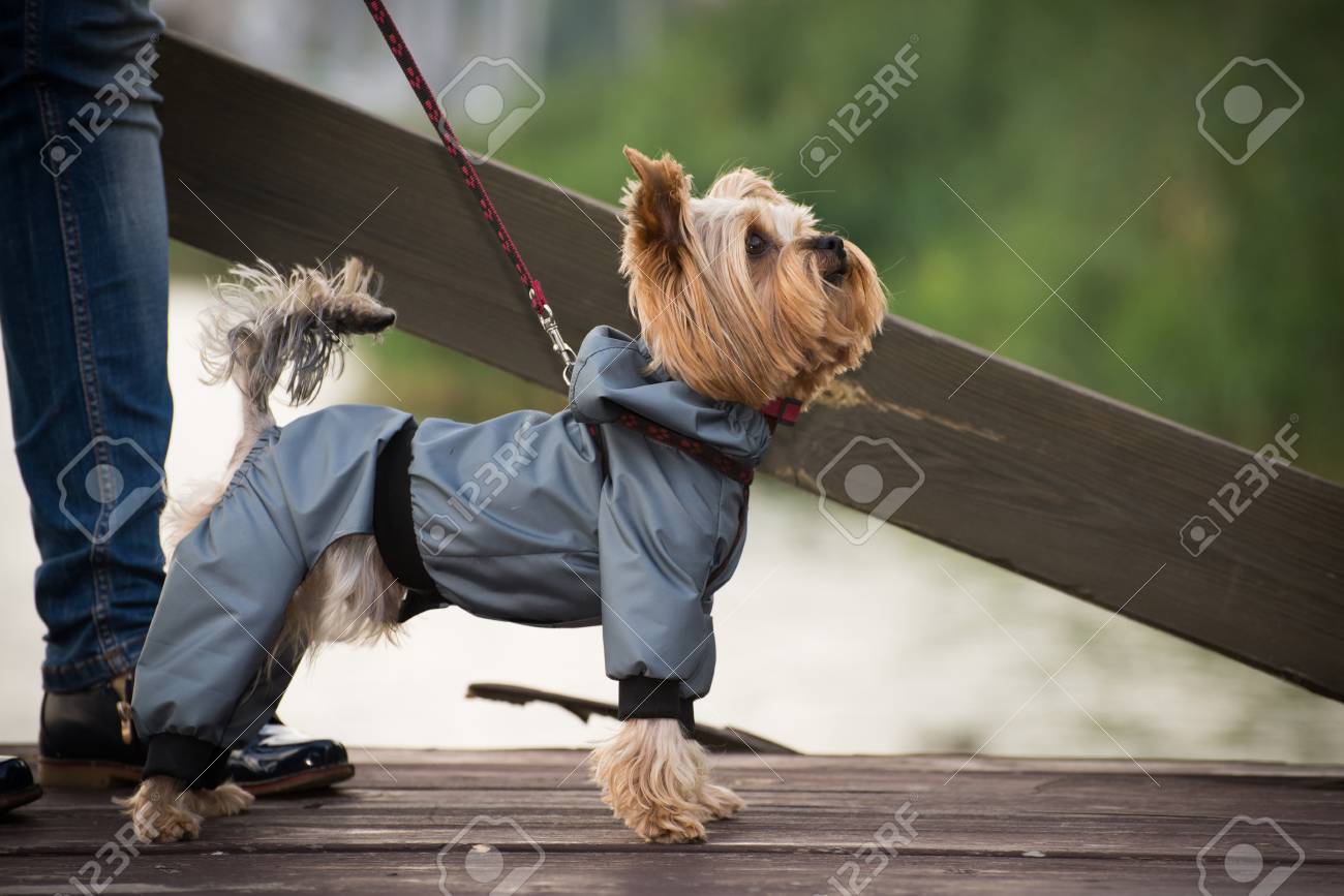 Smallleeluckystore Manteau Harnais Gilet Pour Petit