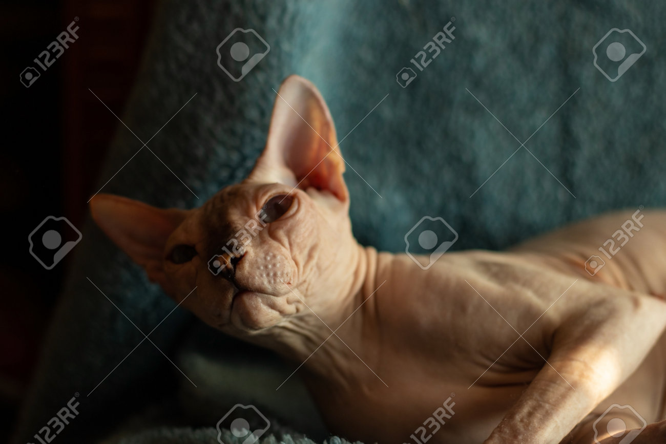 etiam-dictum-ipsum-a-felis