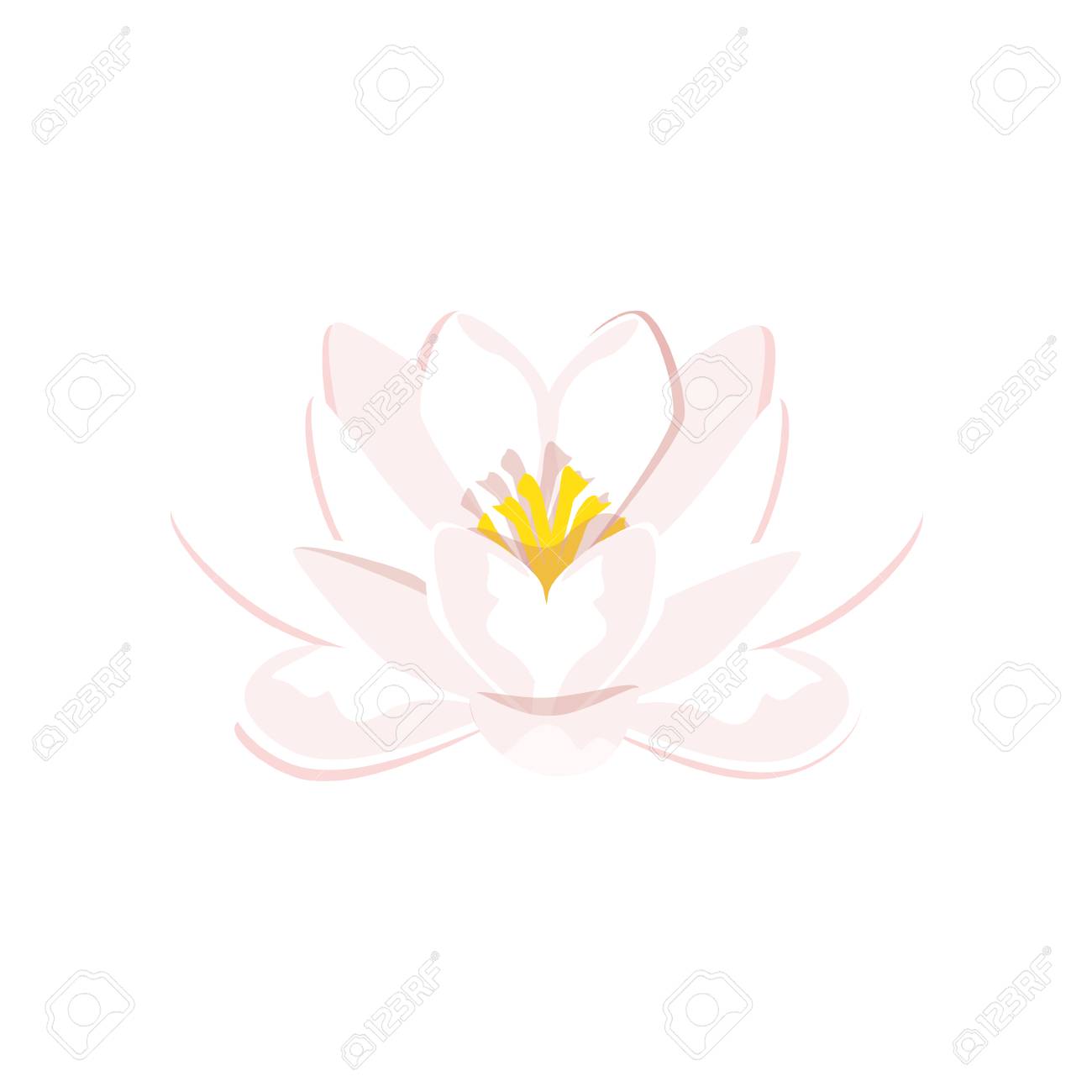 ベクトル イラスト美しいピンクのスイレンやハスの花白い背景上に分離 のイラスト素材 ベクタ Image