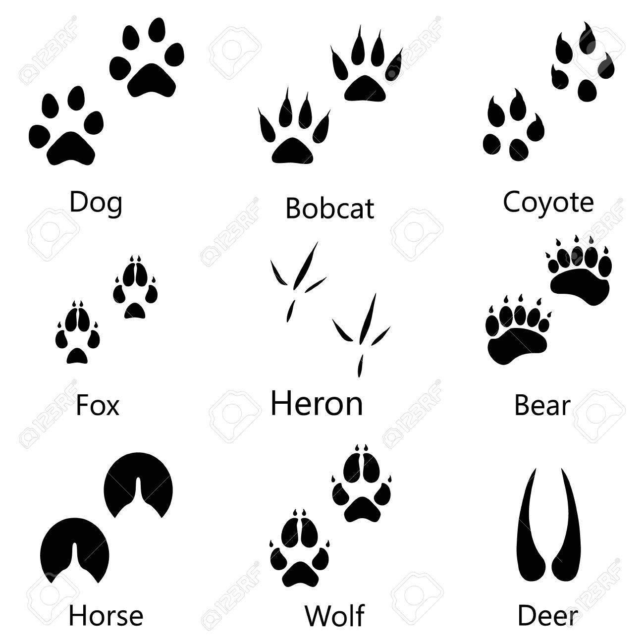 Animal And Birds Footprints With Names Icon Set Royalty Free