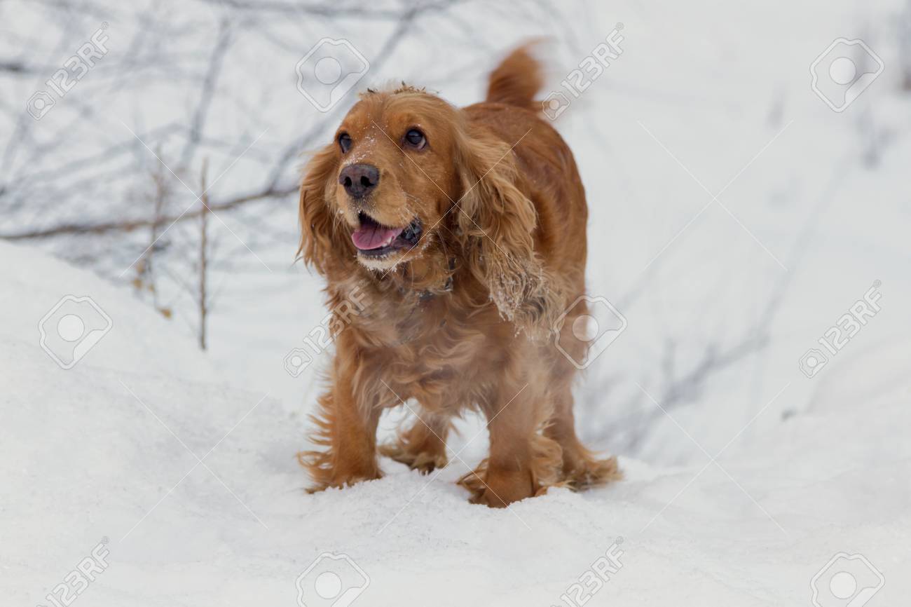 Cheerful Hunter - Cocker Spaniel American Cheerful Hunter - Cocker Spaniel American