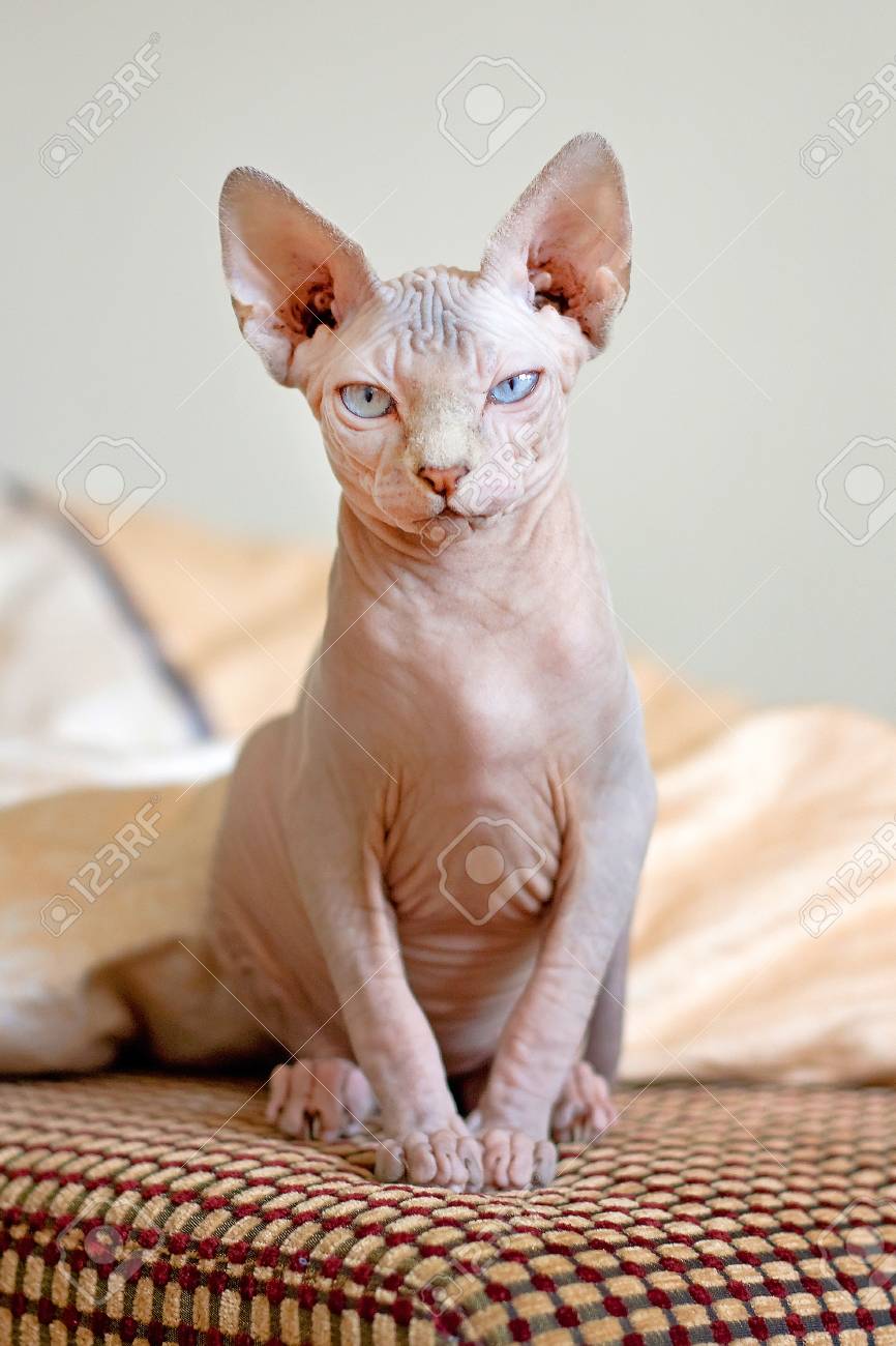 sphynx cat