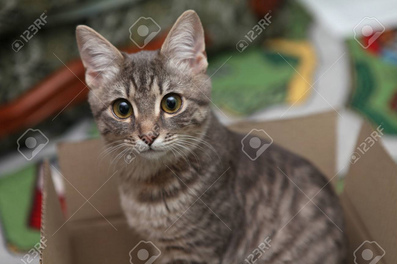 Un Chat Tigre Gris Avec De Grands Yeux Se Trouve Dans Une Boite Un Chat Gris Se Trouve Dans Une Boite Et Regarde Dans La Camera Beau Chat Dormant Dans La Boite