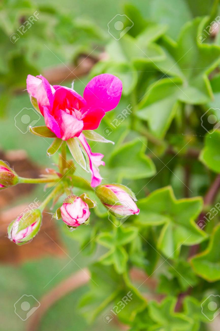Rosa Blumen Draußen In Töpfen Im Sommer Geranie Lizenzfreie Fotos ... Rosa Blumen Draußen In Töpfen Im Sommer Geranie Lizenzfreie Fotos ...