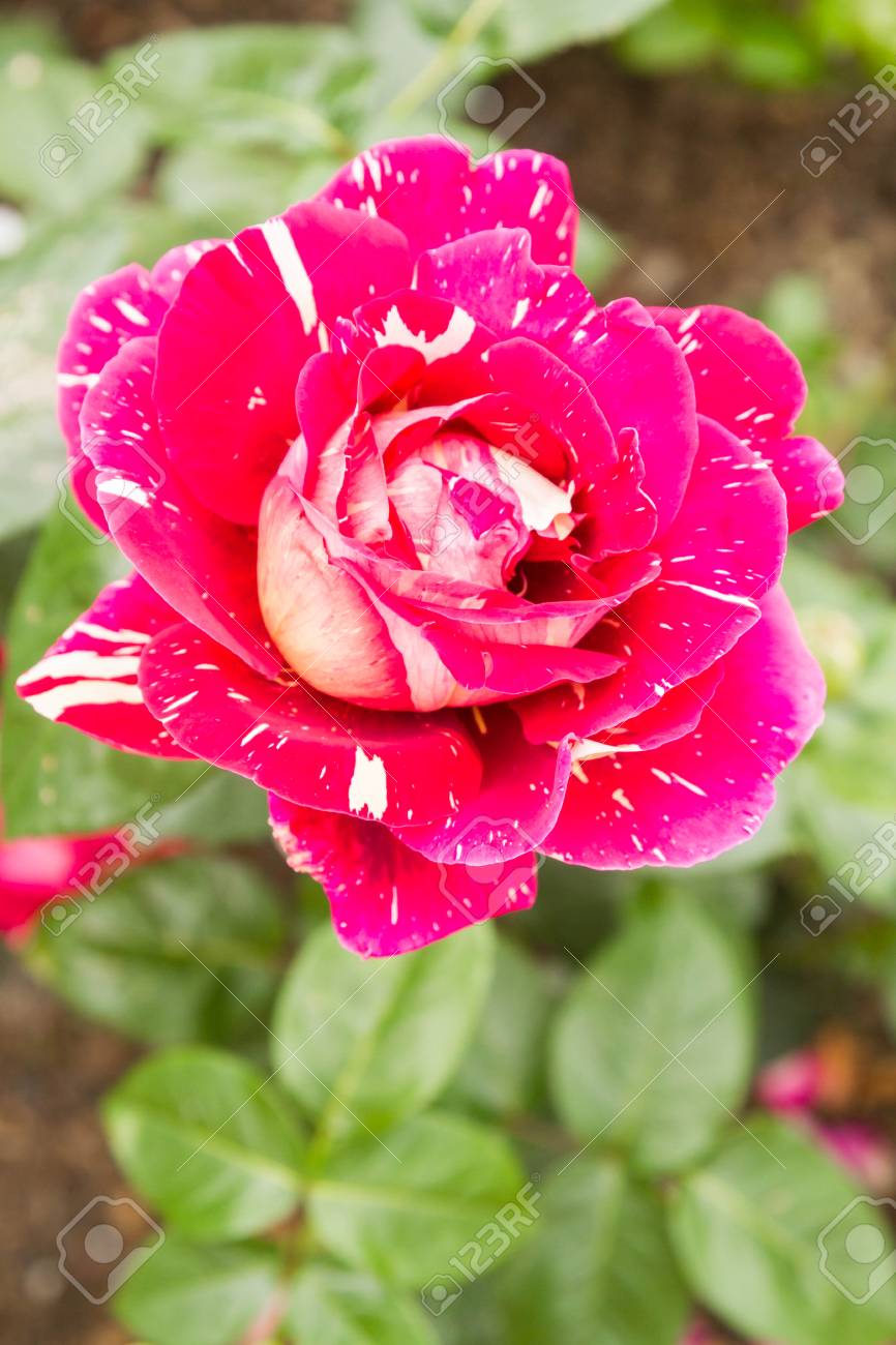 Schöne Blumen Draußen Im Blumenbeet Lizenzfreie Fotos, Bilder Und ... Schöne Blumen Draußen Im Blumenbeet Lizenzfreie Fotos, Bilder Und ...