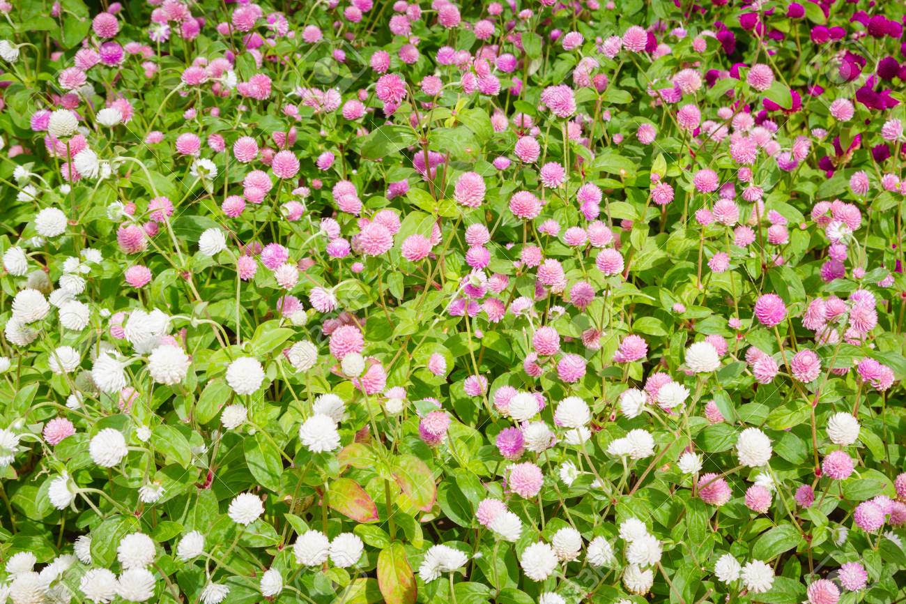 Schöne Blumen Draußen Im Blumenbeet Lizenzfreie Fotos, Bilder Und ... Schöne Blumen Draußen Im Blumenbeet Lizenzfreie Fotos, Bilder Und ...