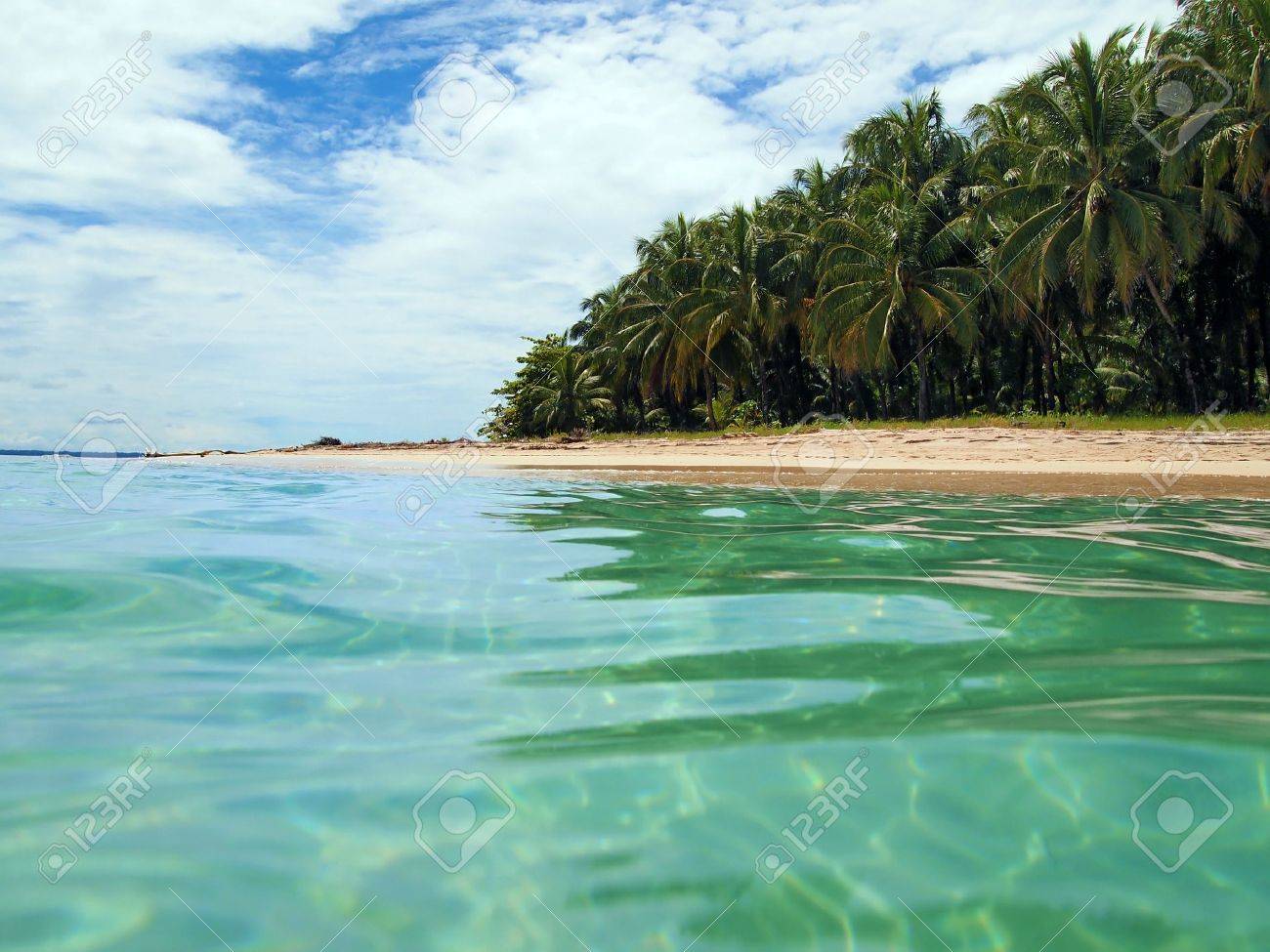 Plage Avec Des Arbres De Noix De Coco à Cahuita Caraïbes Costa Rica