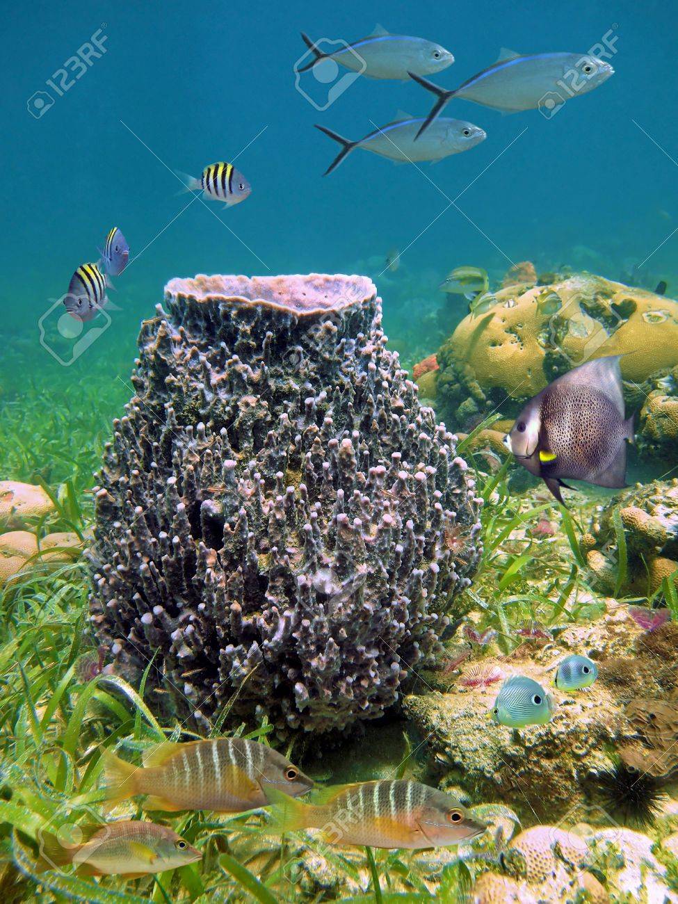 巨大なバレル スポンジ Xestospongia 牟田学校と熱帯の魚 カリブ海の の写真素材 画像素材 Image 巨大なバレル スポンジ Xestospongia 牟田学校と熱帯の魚 カリブ海の の写真素材 画像素材 Image