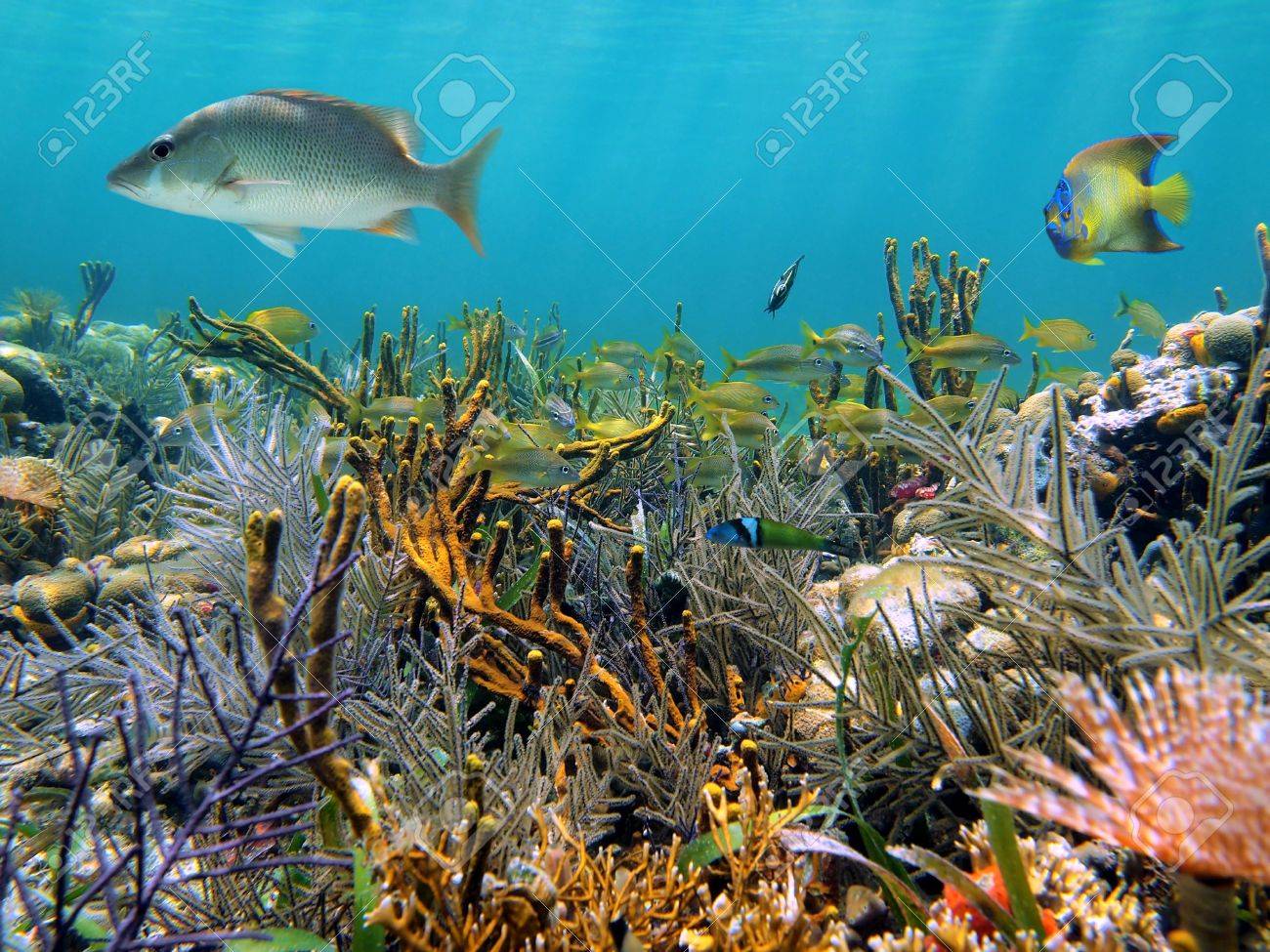 熱帯の魚とサンゴの庭 カリブ海のラグーンの澄んだ水 の写真素材 画像素材 Image 熱帯の魚とサンゴの庭 カリブ海のラグーンの澄んだ水 の写真素材 画像素材 Image