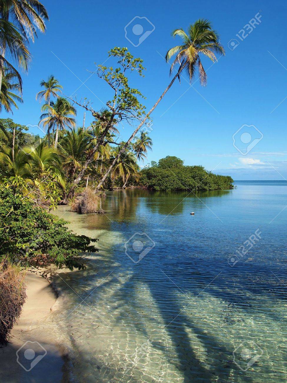 水 ボカスデルトロ カリブ海 パナマでのココナッツの木の木陰で Bastimentos 島のビーチ の写真素材 画像素材 Image
