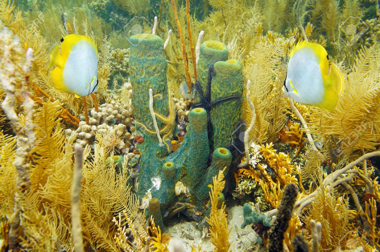 poissons dans la mer brancher le site