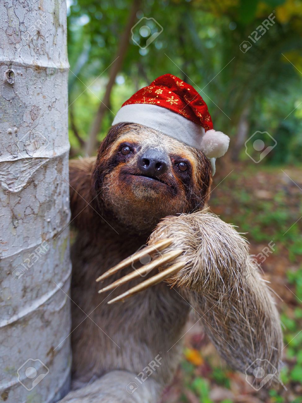Animaux De Noël, Portrait D'une Paresse Portant Un Chapeau De Père Noël  Banque D'images Et Photos Libres De Droits. Image 32560136.