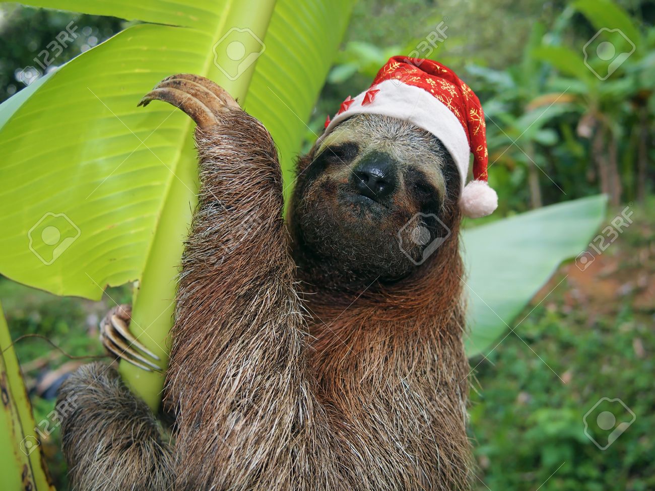 Animaux De Noël, Portrait D'un Paresseux Portant Un Chapeau De Père Noël,  Costa Rica Banque D'images Et Photos Libres De Droits. Image 32560137.