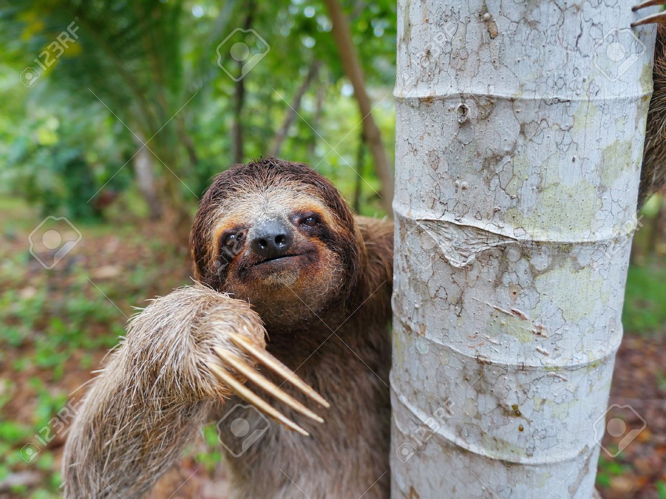 ブラウンのど 3 フタユビナマケモノ ツリー パナマでは 中央アメリカでの肖像画 の写真素材 画像素材 Image