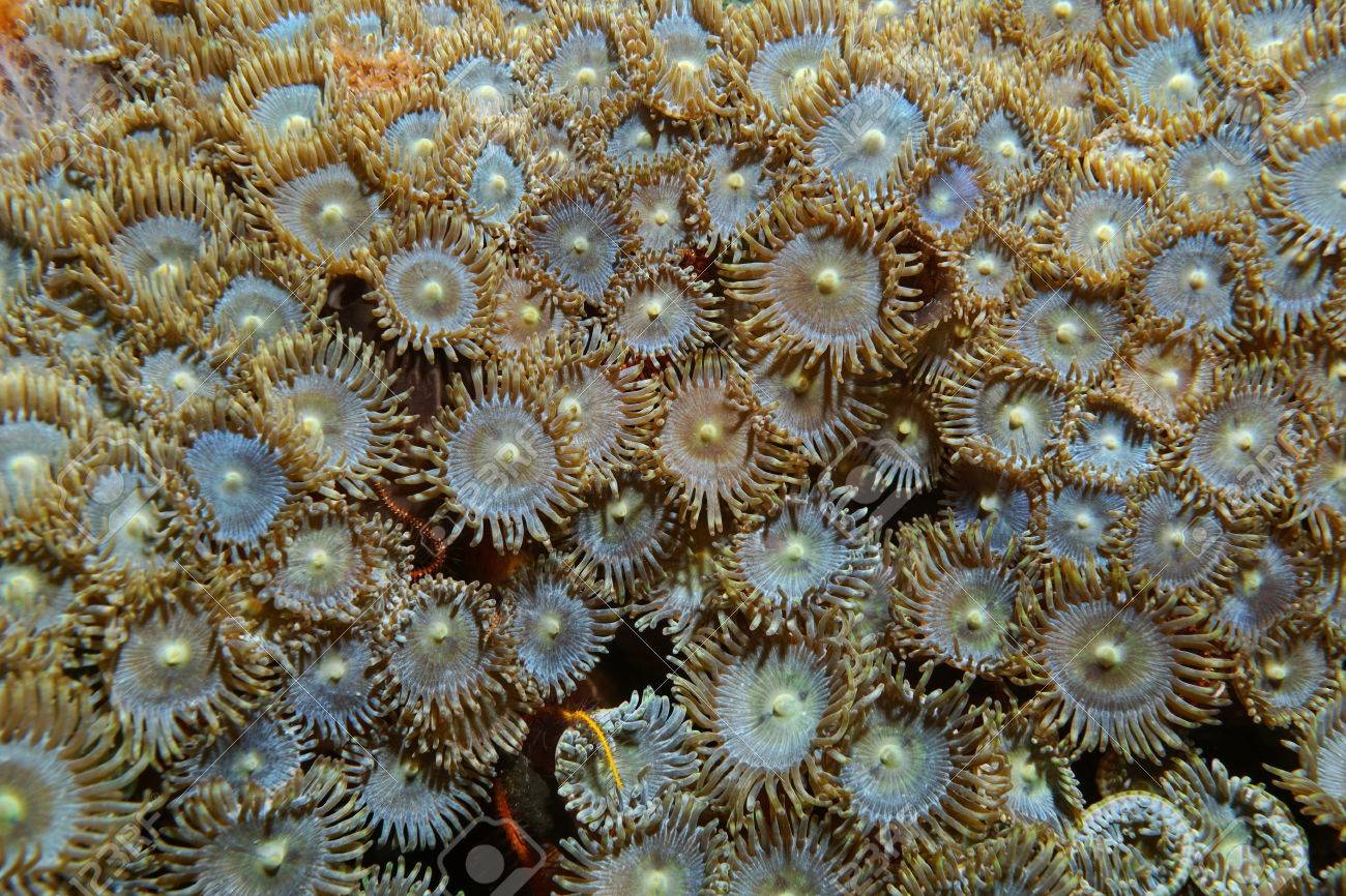 underwater life close up