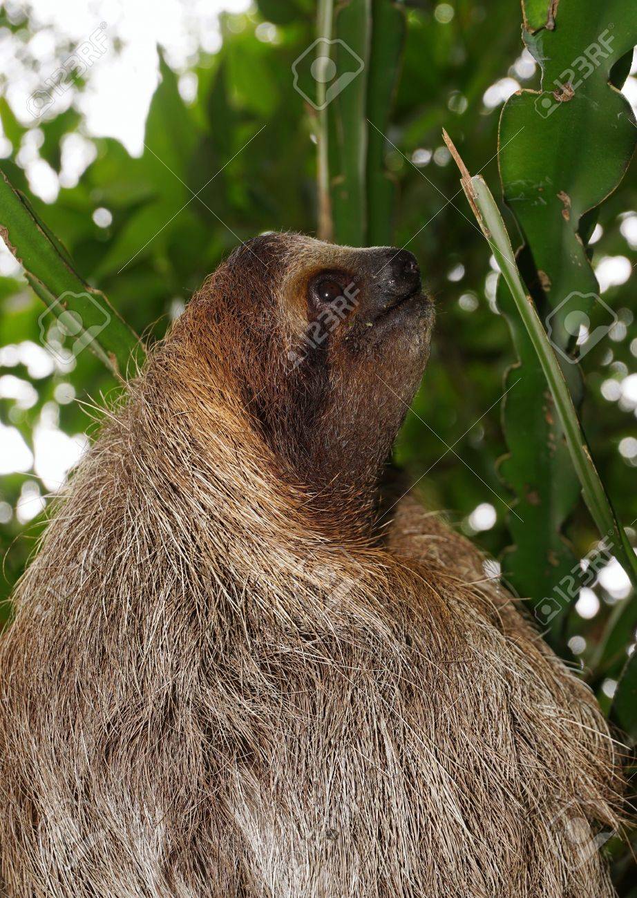 コスタリカ野生動物中央アメリカのジャングルの中で Threetoed ナマケモノ頭プロファイル の写真素材 画像素材 Image