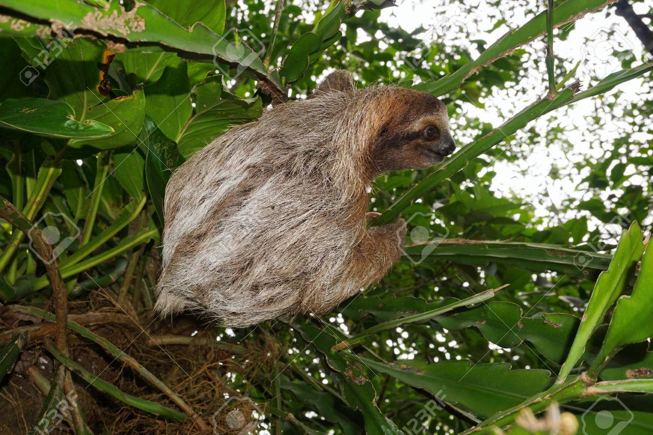 Threetoed ナマケモノ動物植物中米コスタリカのジャングルの中でのクライミング の写真素材 画像素材 Image