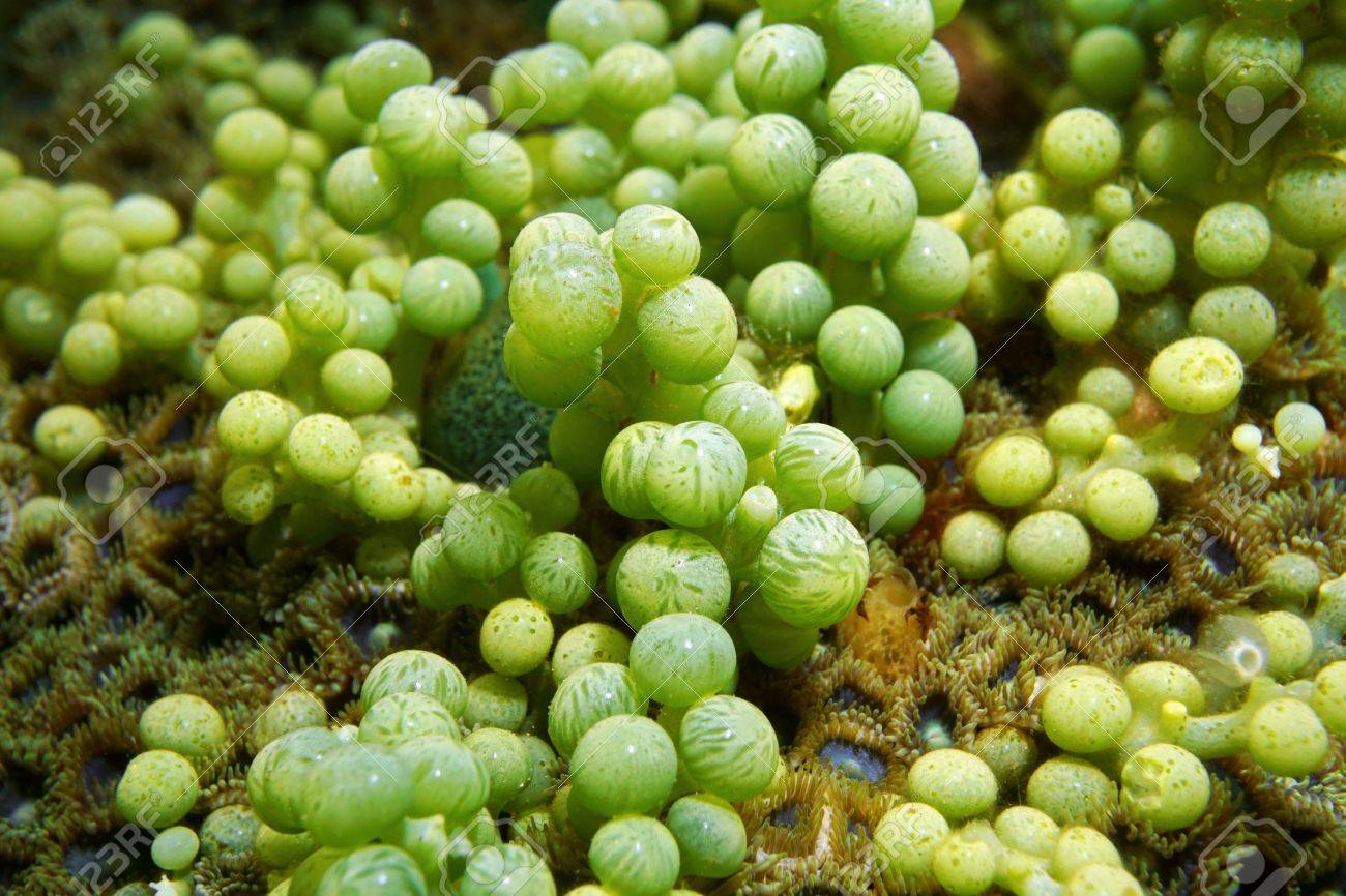 緑藻 海ぶどう 通称 Caulerpa Racemosa カリブ海の水中 の写真素材 画像素材 Image 緑藻 海ぶどう 通称 Caulerpa Racemosa カリブ海の水中 の写真素材 画像素材 Image