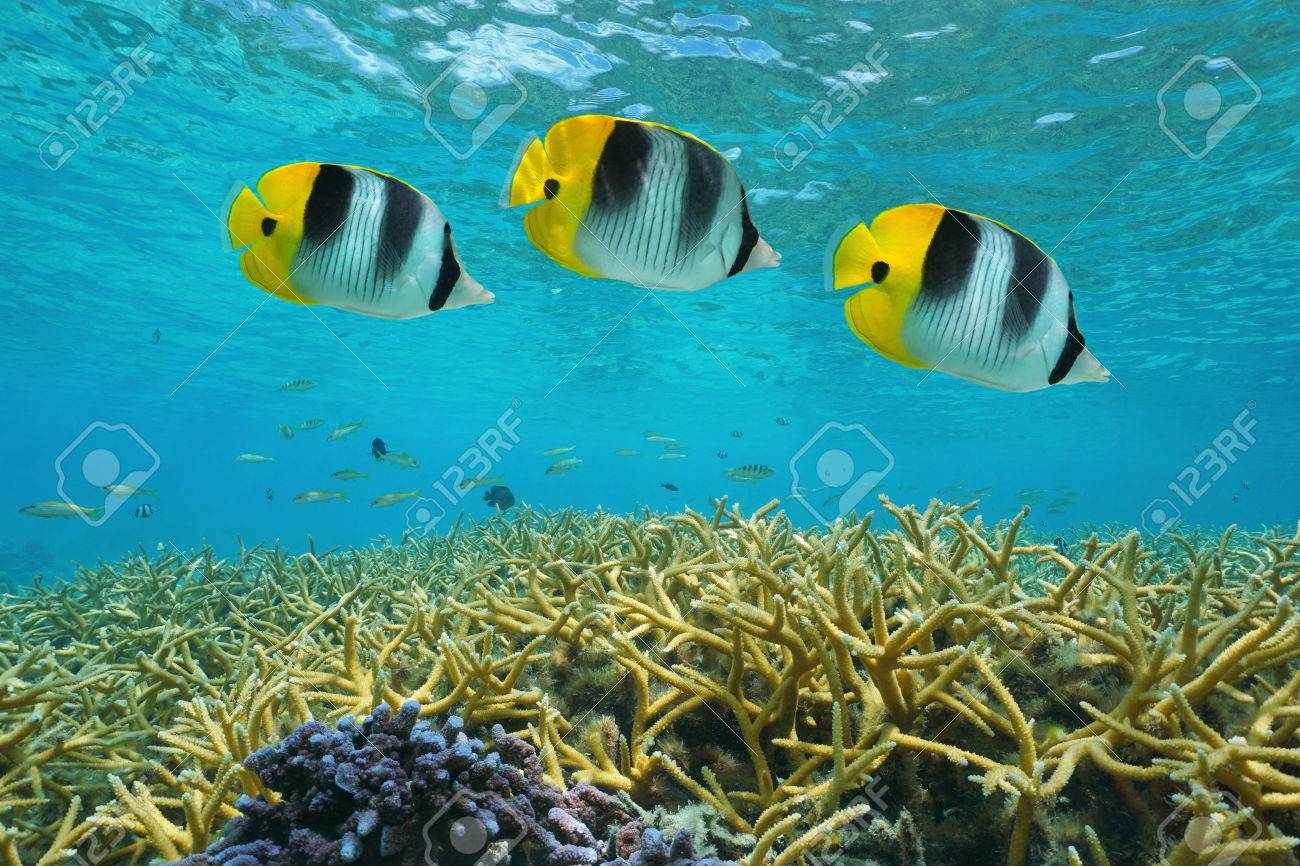 熱帯魚ダブル セグロチョウチョウウオ サンゴ サンゴの水中 太平洋 フアヒネ島 フランス領ポリネシアのラグーンに の写真素材 画像素材 Image 熱帯魚ダブル セグロチョウチョウウオ サンゴ サンゴの水中 太平洋 フアヒネ島 フランス領ポリネシアのラグーンに の写真素材 画像素材 Image