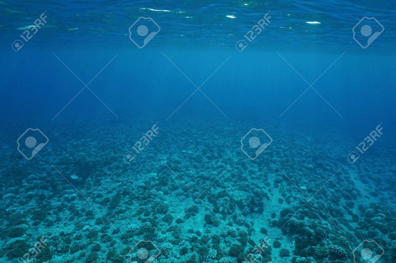 Underwater Scenery Ocean Floor On The Outer Reef Slope Pacific