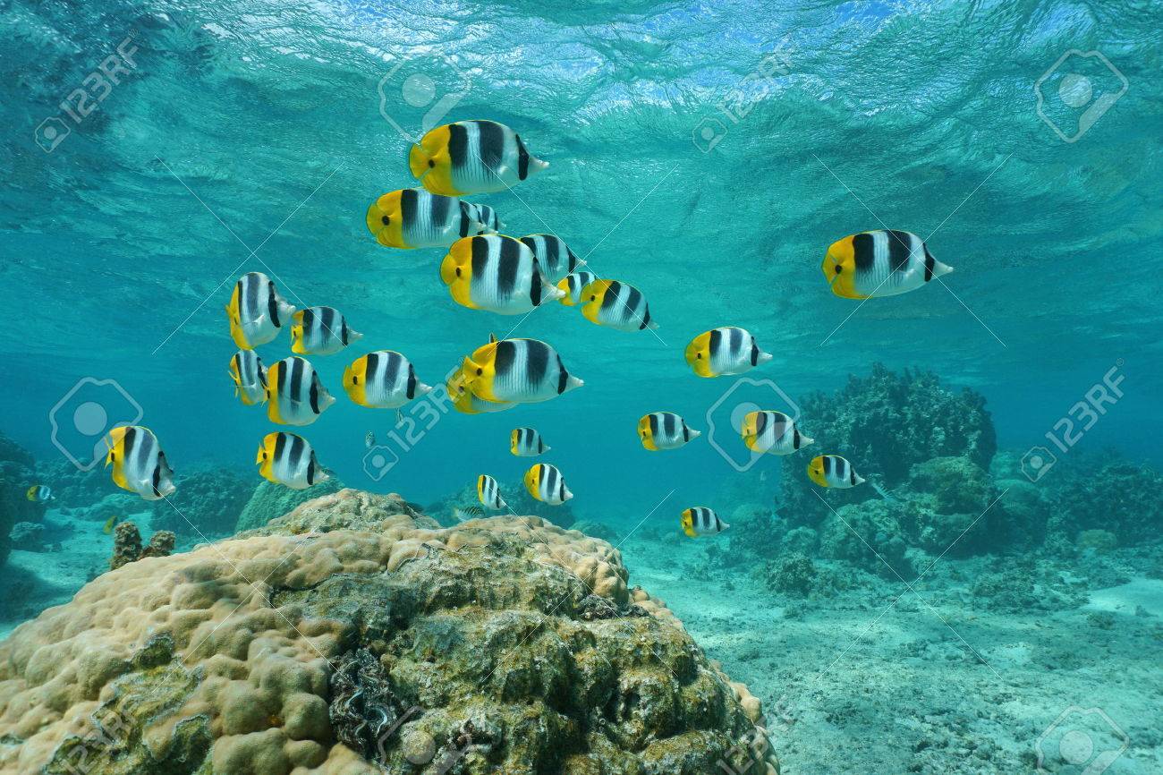 熱帯魚太平洋ダブル セグロチョウチョウウオの学校 チョウチョウウオ Ulietensis ラグーン 太平洋のフランス領ポリネシアの水中 の写真素材 画像素材 Image 熱帯魚太平洋ダブル セグロチョウチョウウオの学校 チョウチョウウオ Ulietensis ラグーン 太平洋のフランス領ポリネシアの水中 の写真素材 画像素材 Image
