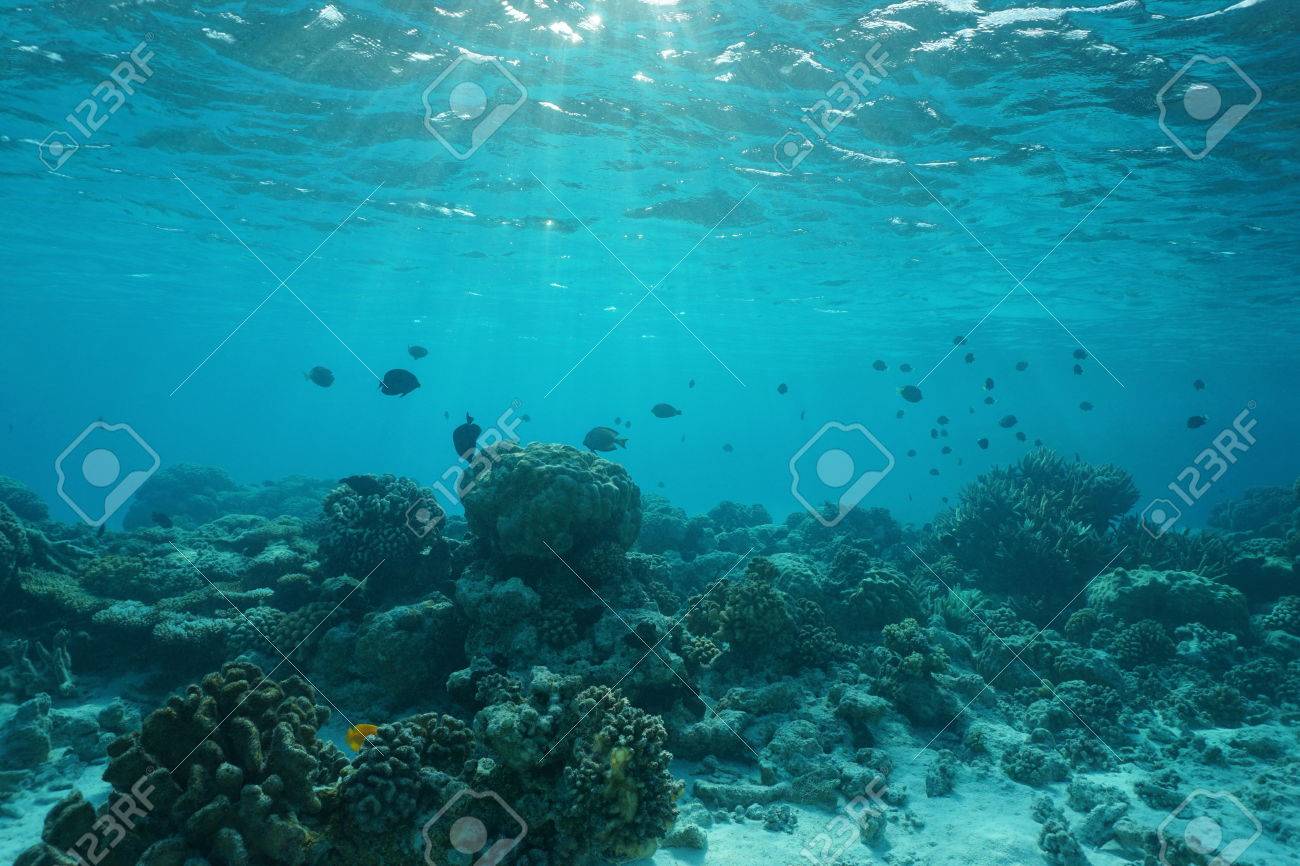 underwater on a shallow