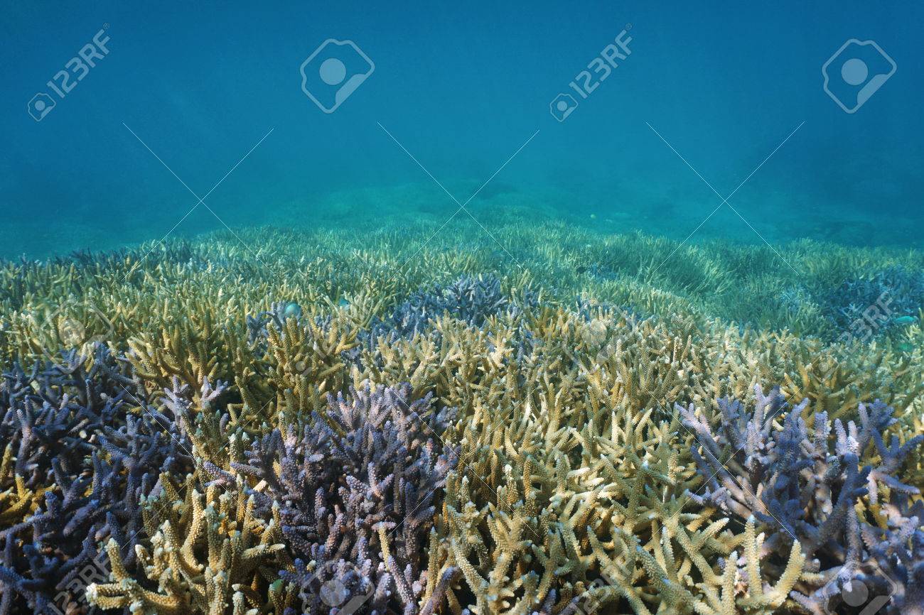 underwater coral reef ocean floor covered by acropora staghorn