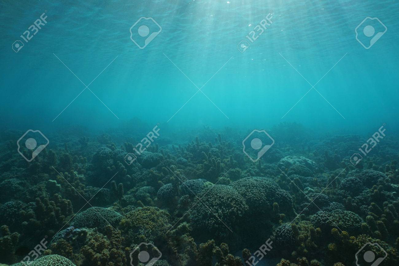 Underwater Seascape Corals And Algae On The Ocean Floor With