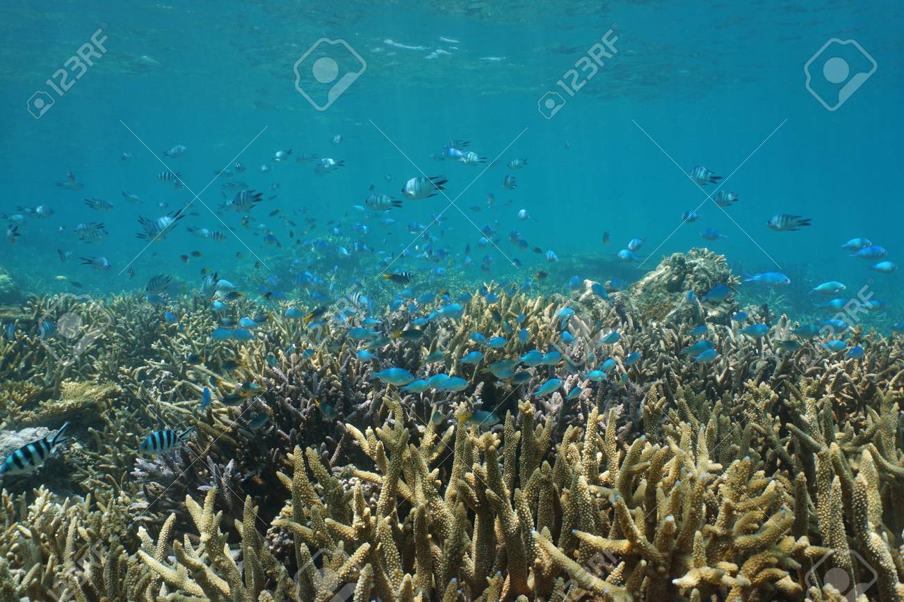 underwater coral reef with fish shoal of various species of