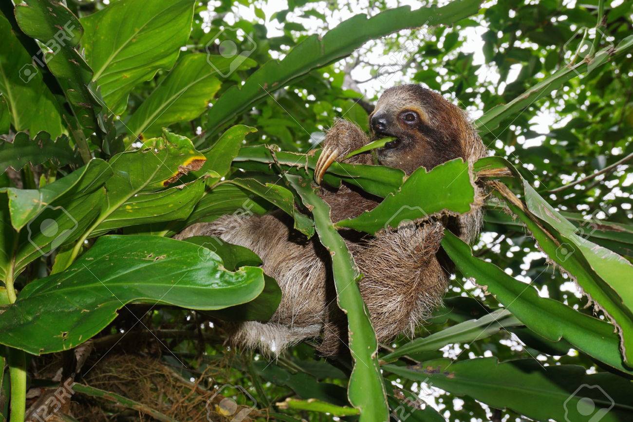 野生動物 中米コスタリカのジャングルの中で葉を食べる若い 3 つあるナマケモノ の写真素材 画像素材 Image
