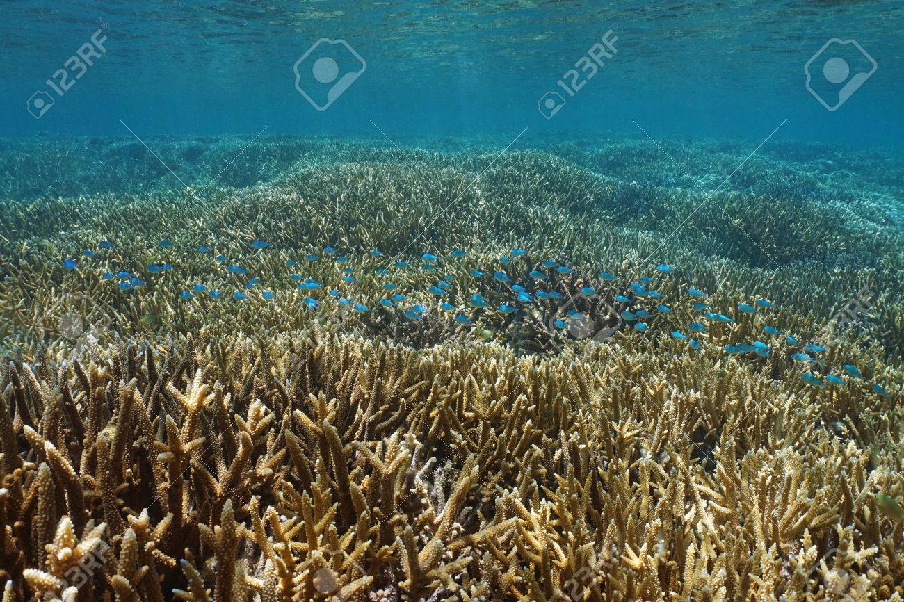 pristine shallow coral reef with staghorn corals and a school