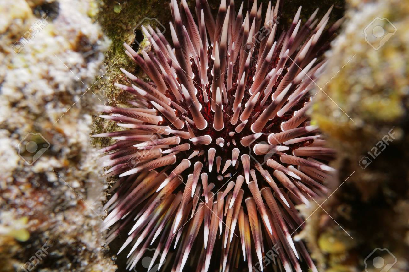 ボラボラ島のラグーン 太平洋のフランス領ポリネシアのウニ ナガウニ構造 一般的と呼ばれる穴を掘るウニ 水中のビューを閉じる の写真素材 画像素材 Image
