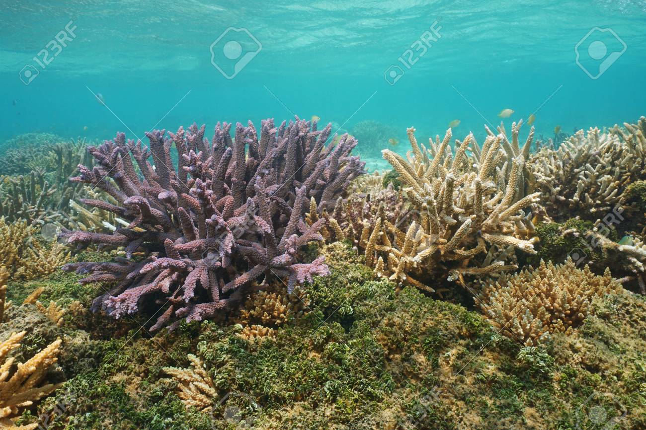 acropora staghorn corals underwater south pacific ocean lagoon