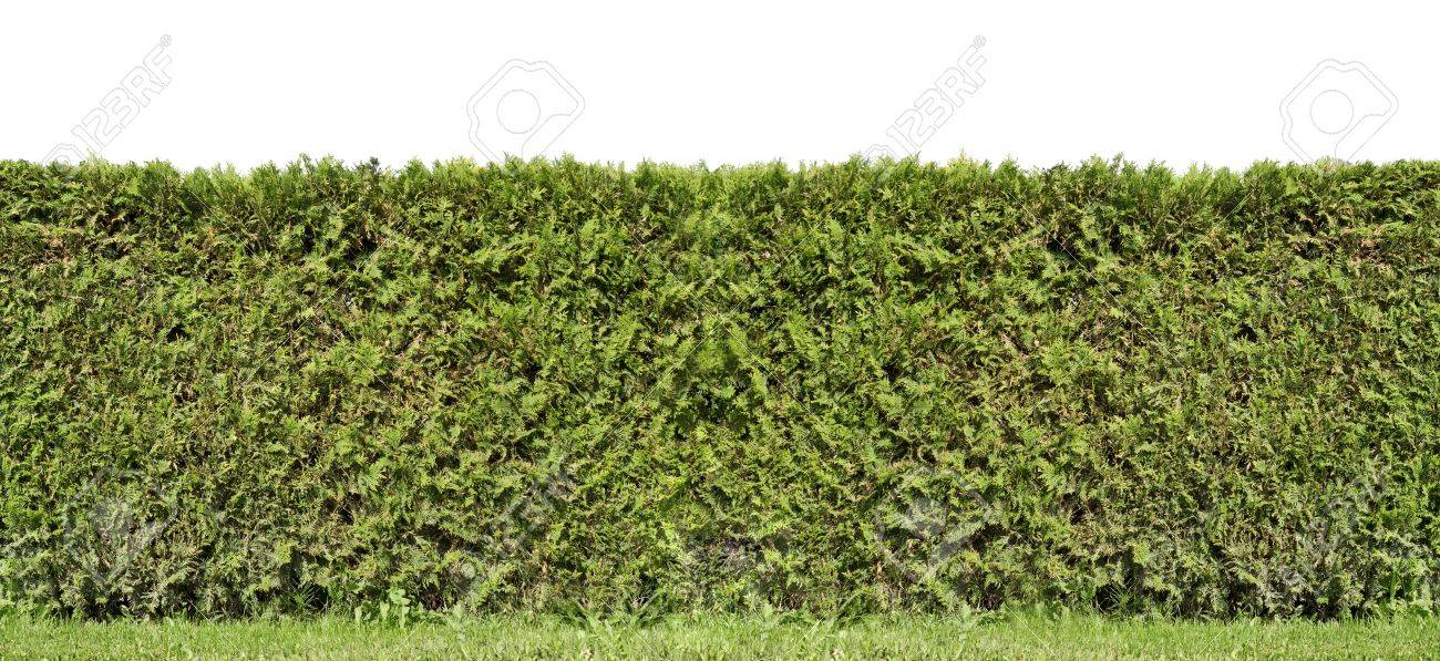 常緑植物の分離から農村フェンス ヘッジのフラグメント 日当たりの良い夏の日 の写真素材 画像素材 Image