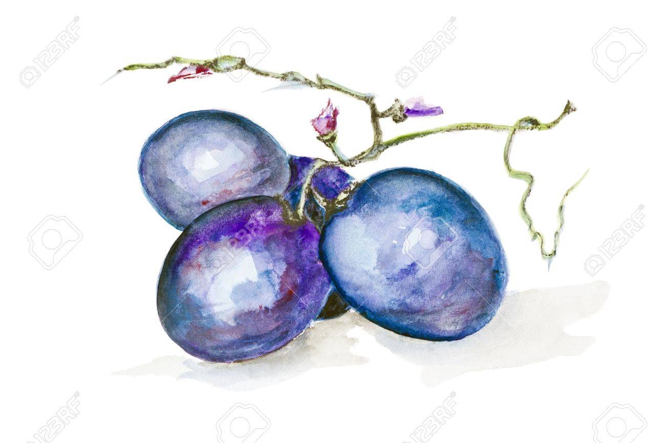 甘いマスカット ブドウ概念マクロ 手作りの水彩画イラスト ホワイト ペーパー アートの背景の上の終わり の写真素材 画像素材 Image