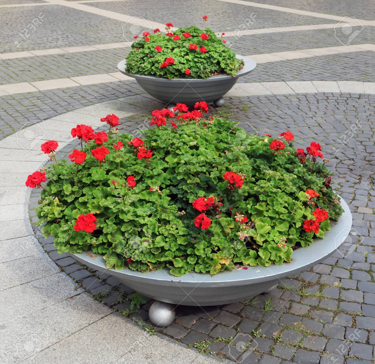 Immagini Stock Grandi Vasi Di Metallo Con Gerani Rossi In Fiore Elemento Della Decorazione Della Piazza Della Citta Che E Pavimentata Con Pietre Di Granito Image