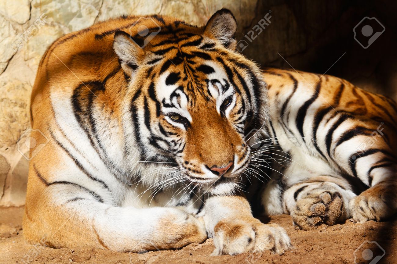 Fantastic Specimen Of Bengal Tiger Posing Placidly Stock Photo Picture And Royalty Free Image Image 9765123