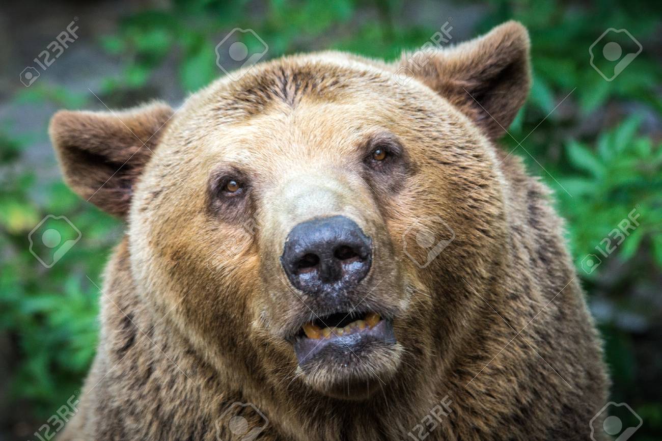 Bearfront – The bear front podcast is your home for the best content in chicago #bears football!