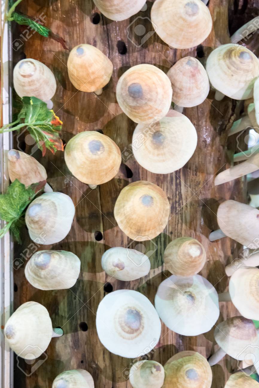 Champignons En Céramique Pour Jardin Et Décoration De La Maison ... Champignons En Céramique Pour Jardin Et Décoration De La Maison ...